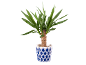Green yucca plant in a white pot with a blue geometric pattern.