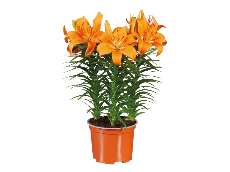 Vibrant orange lilies in an orange plastic pot.