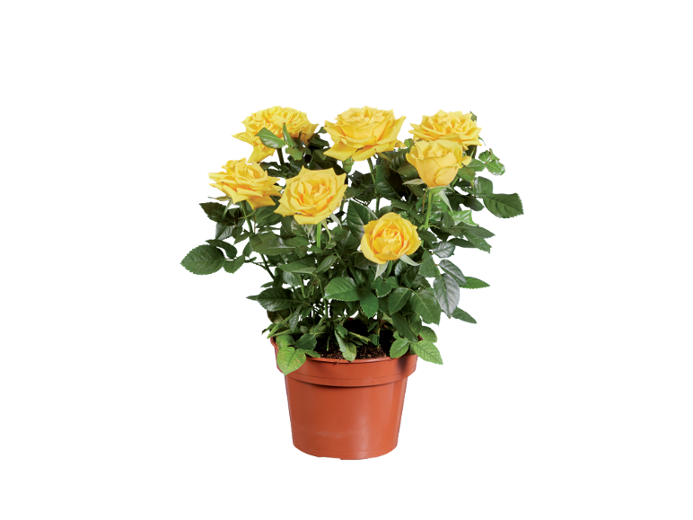 Potted rose plant with vibrant yellow roses and green leaves against a black background.