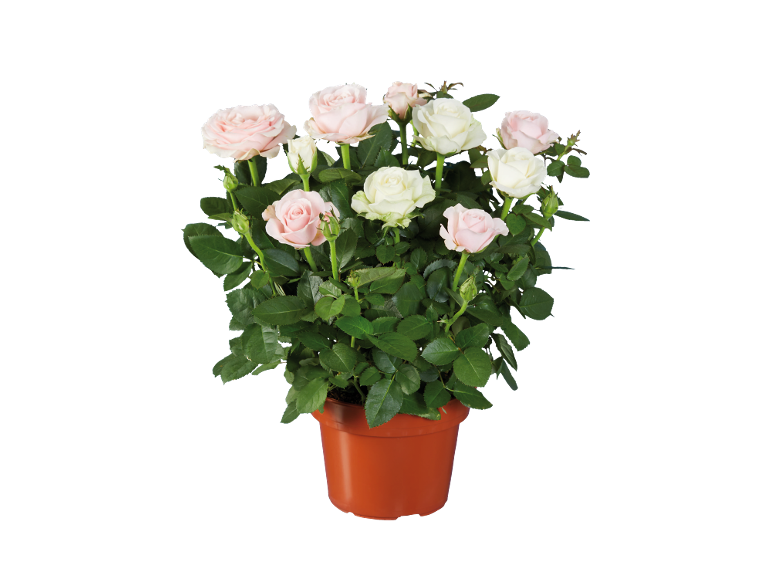 Miniature roses with pink and white flowers in a terracotta pot.