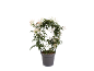 White jasmine plant in a grey pot with flowers and buds, on a black background.