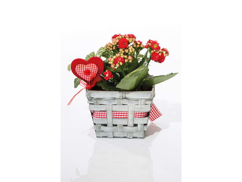 Red flowering plant in a wooden basket with a decorative heart.
