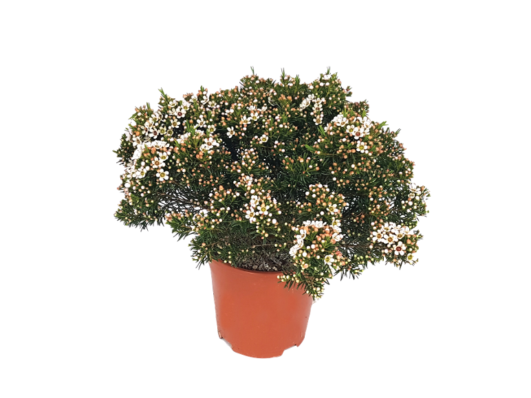 Flowering potted plant with small white flowers and buds.