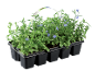Tray of 6 blue lobelia plants with a paper handle with a barcode.