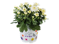 White chrysanthemum in a pot with 'Seasonal Colours' text and butterfly/flower decor.