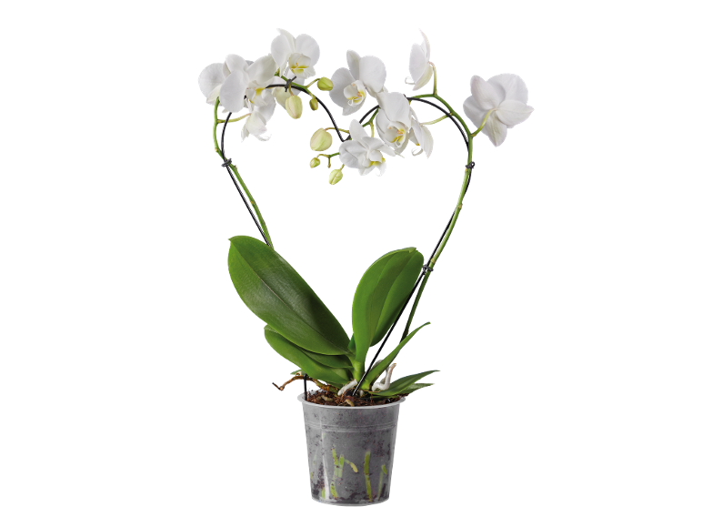 White orchid in a pot with heart-shaped stems.