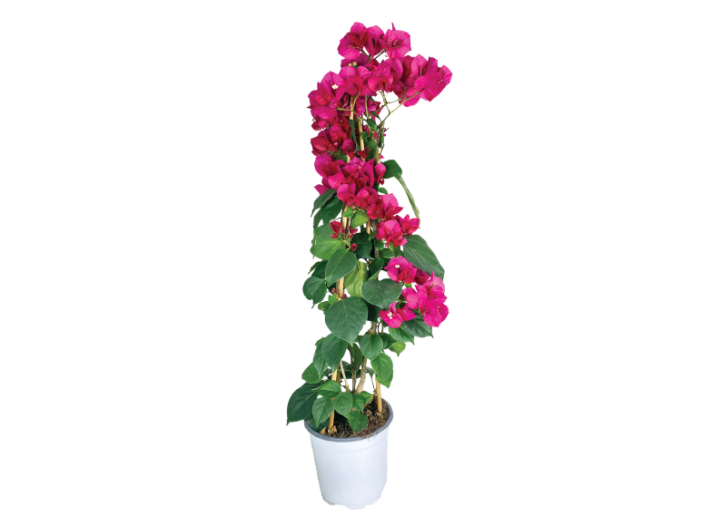 Fuchsia bougainvillea in a white pot, with vibrant flowers and green leaves, guided by bamboo stakes.