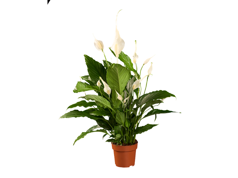 Peace lily plant with white flowers and green leaves in a terracotta pot.