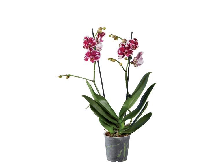 Phalaenopsis orchid with red and white speckled flowers in a transparent pot.