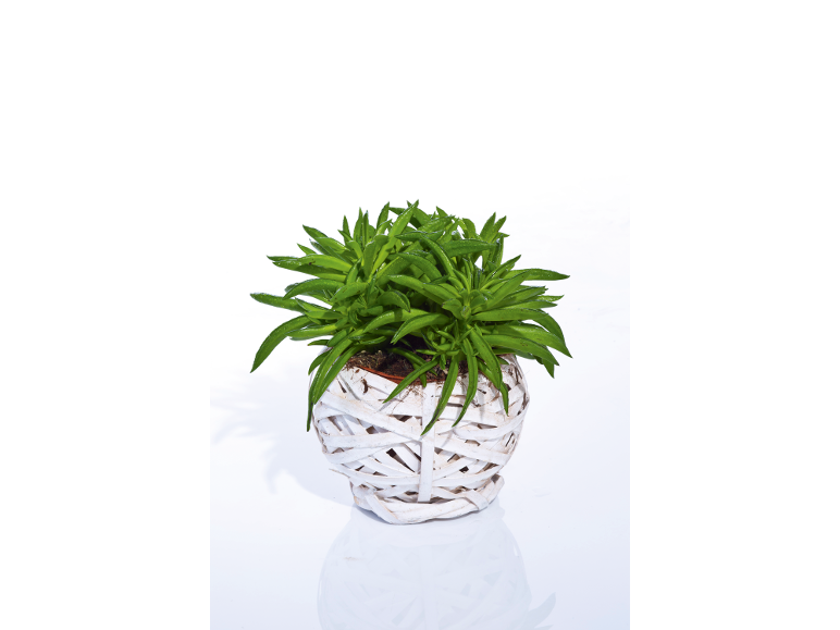 Green plant in a white wicker pot on a white background.