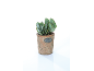 Succulent plant in a terracotta pot with a metal plaque reading 'PLANTS'.