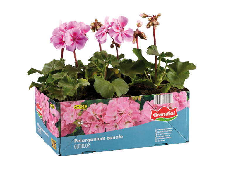Box of 6 pink geraniums with flowers and buds, labeled 'Pelargonium zonale OUTDOOR'.