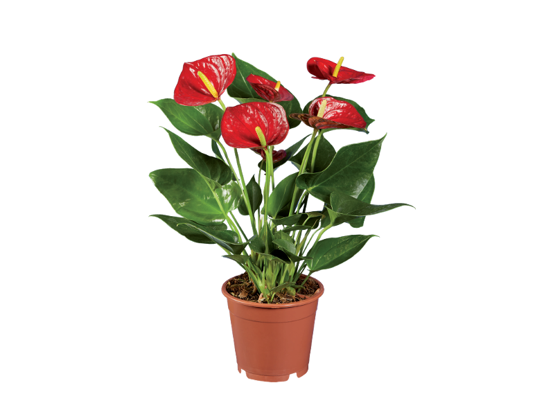 Red anthurium plant in a brown pot on a black background.