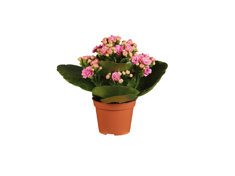 Potted plant with pink flowers and green leaves