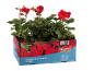 Red geraniums in a cardboard box with the text 'Pelargonium zonale OUTDOOR'.