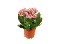 Kalanchoe plant with pink flowers in a brown pot.
