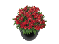 Red alstroemeria plant in a black pot.
