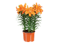 Orange lilies in an orange pot on a black background.