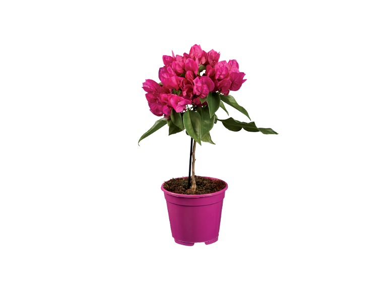 Flowering bougainvillea plant with fuchsia pink blossoms in a purple pot.