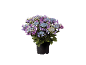 Multicolor hydrangea in a black pot.