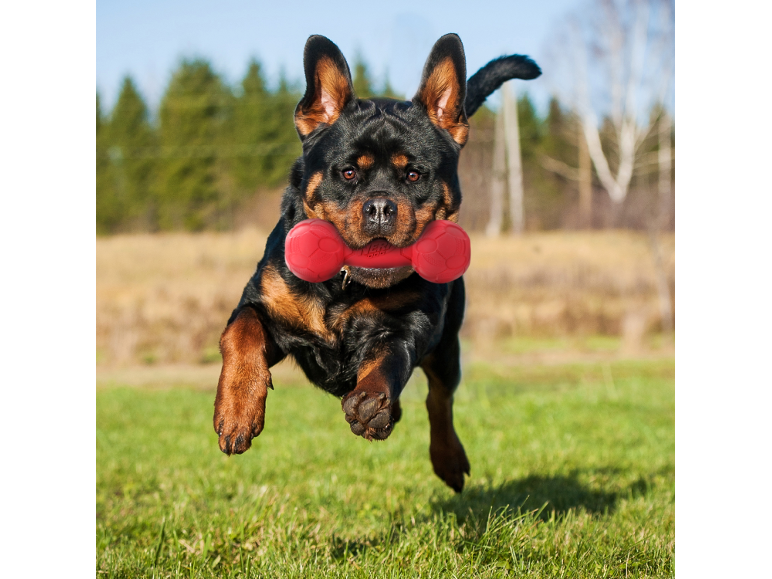 Playful Rottweiler jumping with a red toy in its mouth over green grass.