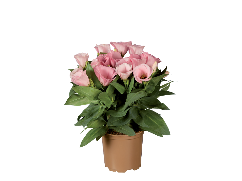 Potted plant with pink lisianthus flowers and green leaves.