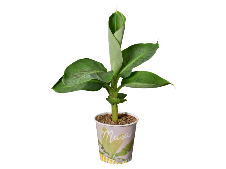 Young banana plant in a paper pot with the word 'Musa'.