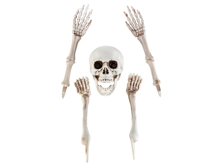 Skeleton with a skull and four limbs on a black background.