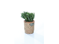 Green succulent plant in terracotta pot with metal plaque