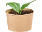 Small green plant in a brown paper pot filled with soil.