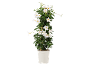 Climbing plant with white flowers in a white pot.