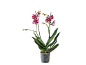 Phalaenopsis orchid with red and white speckled flowers in a transparent pot.