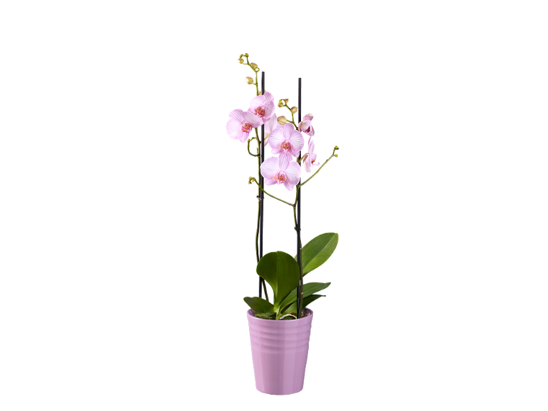 Phalaenopsis orchid in a pink pot on a black background.