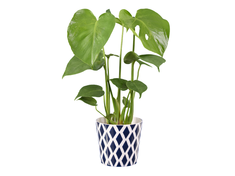 Green houseplant in a white pot with blue diamonds.