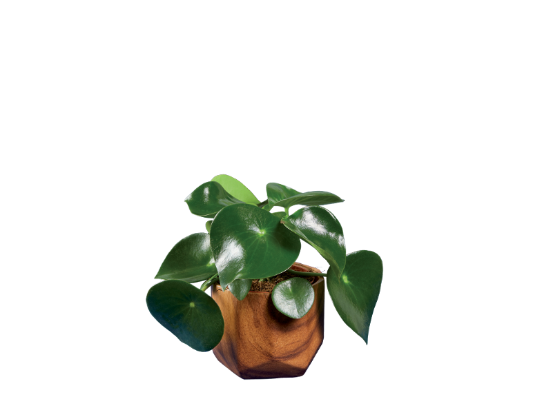 A small green plant with round leaves in a wooden pot.