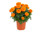 Pot of vibrant orange marigolds with blooming flowers and lush green foliage.