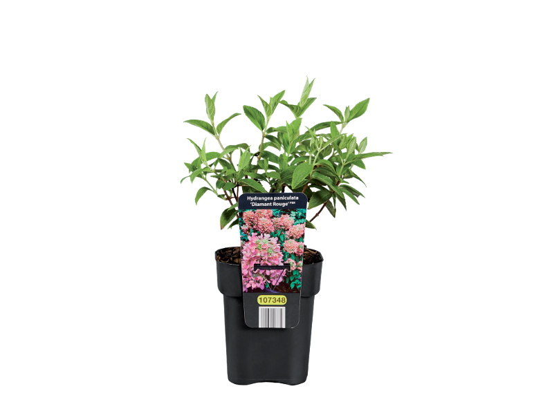 Potted paniculata hydrangea plant with green leaves and pink flowers, with a label.