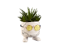 Succulent plant in a white pot with yellow sunglasses and doodle drawings.