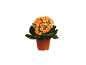 Potted plant with orange flowers