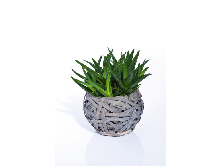 Aloe vera plant in a woven wooden pot on a white background.