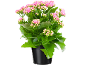 Potted plant with pink flowers and green leaves.