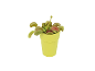 Venus flytrap carnivorous plant in a lime green pot on a white background.