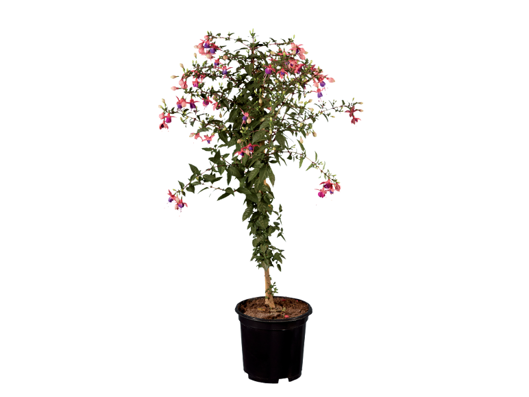 Potted fuchsia plant with pink and purple flowers, against a black background.