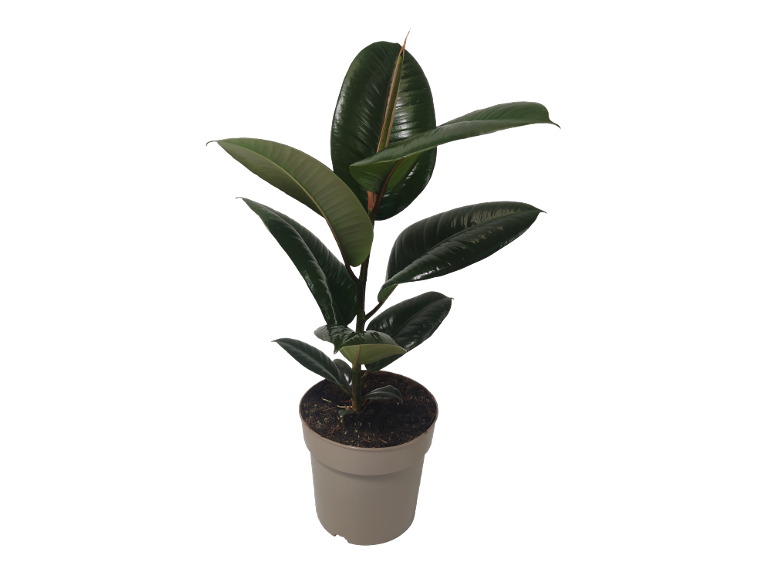 Rubber plant in a pot with dark green, glossy leaves