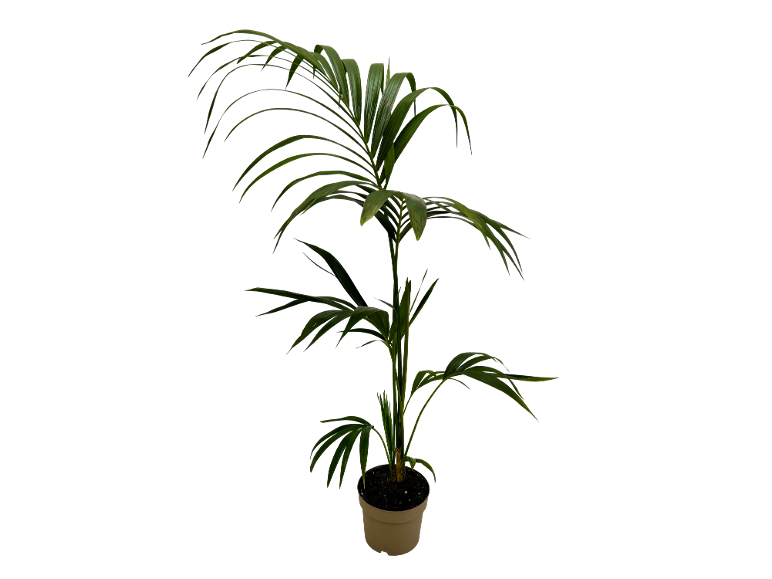 Indoor palm plant in a beige pot.