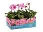 Box of 6 pink geraniums with flowers and buds, labeled 'Pelargonium zonale OUTDOOR'.