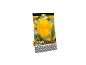 Pack of 10 yellow 'Crystal Star' tulip bulbs, premium quality.