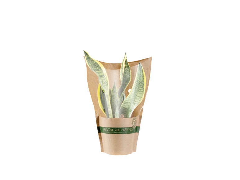 Sansevieria plant in brown paper packaging with 'HEALTHY AND PURIFYING' text