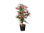 Potted fuchsia plant with red and purple flowers on a black background.
