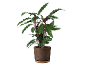 Indoor plant with wavy green leaves in a brown cement pot with a wooden base.